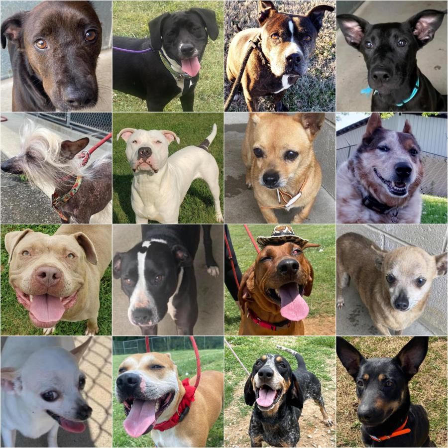 Maryville Animal Rescue Masquerade Ball Fundraising Event This F Ktvn Channel 2 Reno Tahoe Sparks News Weather Video