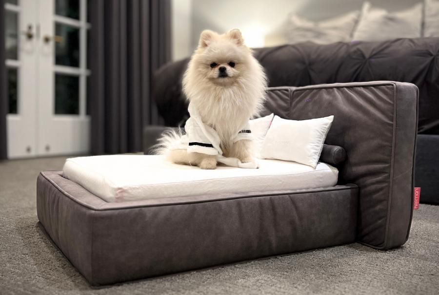 Dogs to Sleep Better Than Humans in Luxury Pet Beds From The Hooman
