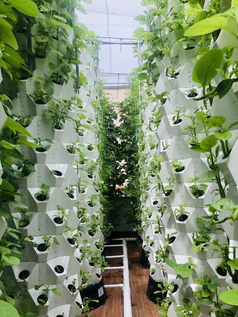 GVRenting: Pioneering Urban Sustainability Through Rooftop Farming in