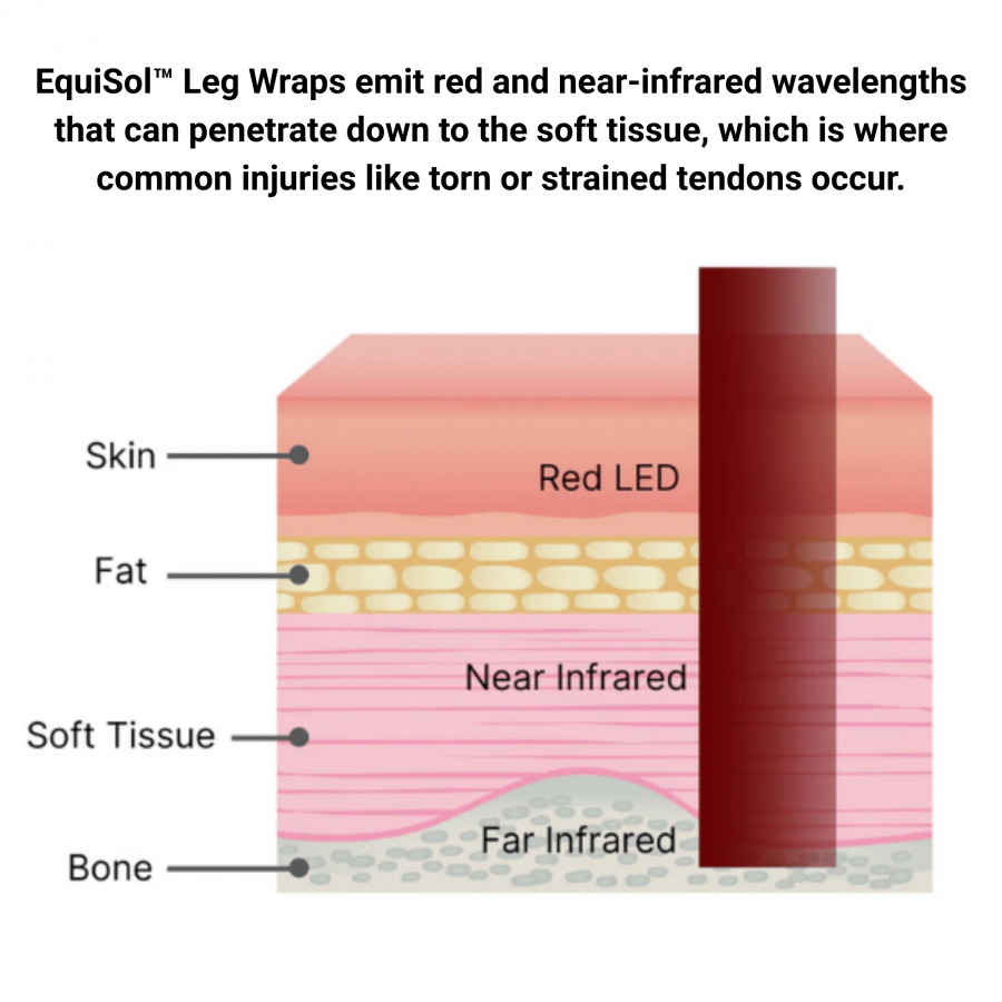 Red Light Therapy Leg Wraps Revolutionize Recovery for Thoroughbred Racehorses