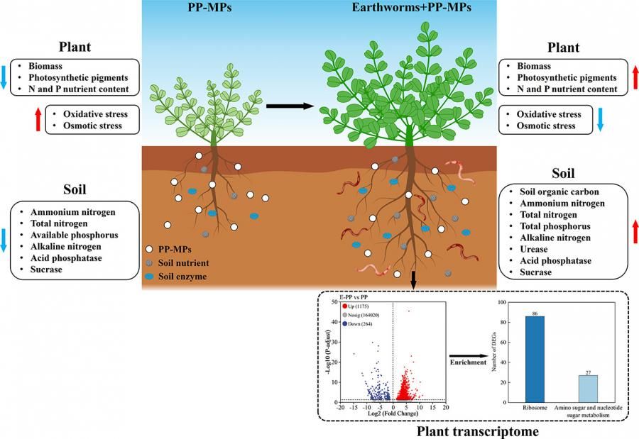 Earthworms can alleviate the harmful effects of microplastic pollution on plant growth.