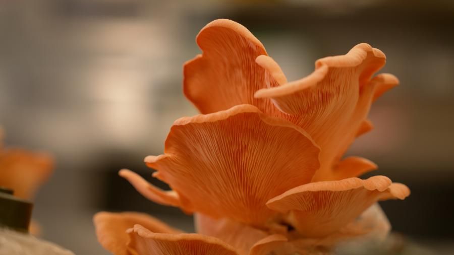 Cotton trash to treasure: Australian project using waste to grow new mushroom industry