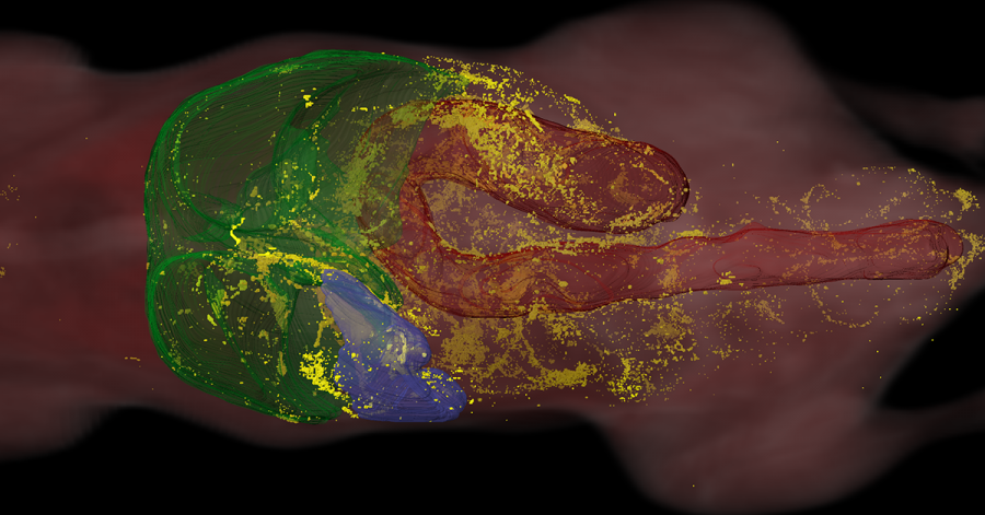 BioInVision Awarded SBIR Grant to Develop AI-based 3D Microscopic Imaging