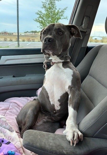 VetStem Cell Therapy Helps Tripod Dog Recover from Cruciate Ligament Injuries