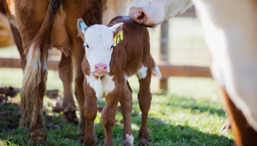 John de la Howe Foundation Secures $730,000 to Launch Endowment Supporting Students Who Will Sustain SC Agriculture