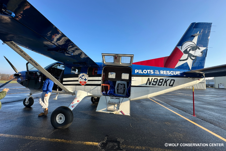 Critically Endangered Red Wolves Arrive in New York in Effort to Save Species