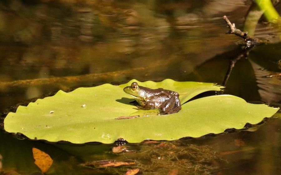 Ten Fascinating Bayou Creatures Often Spotted Beyond the Alligator