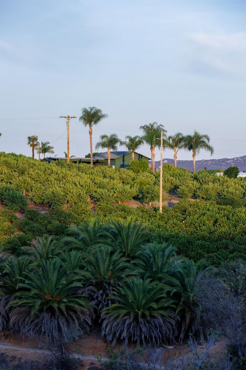 Cal Flavor Guavas Arrive – Enlivening Kitchens with the Latest Produce Luxury