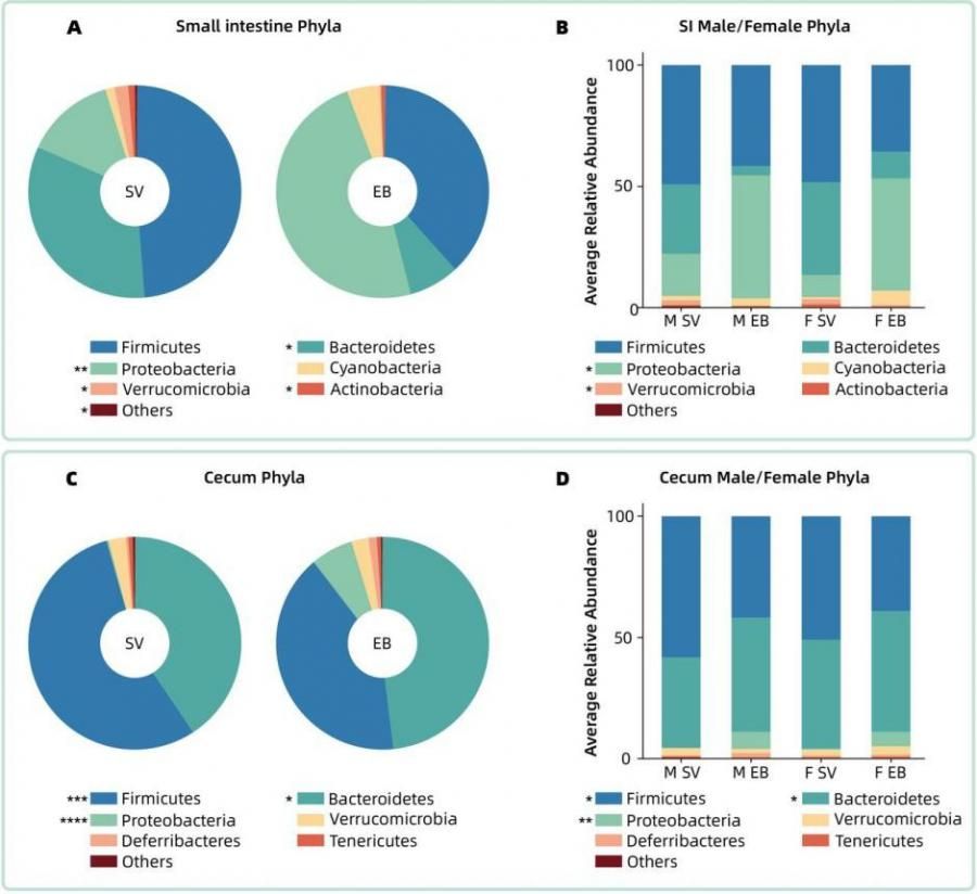 Burned and bloated: gut bacteria take a hit after alcohol and burn injuries