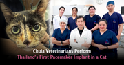 Chula Veterinarians Perform Thailand's First Pacemaker Implant in a Cat