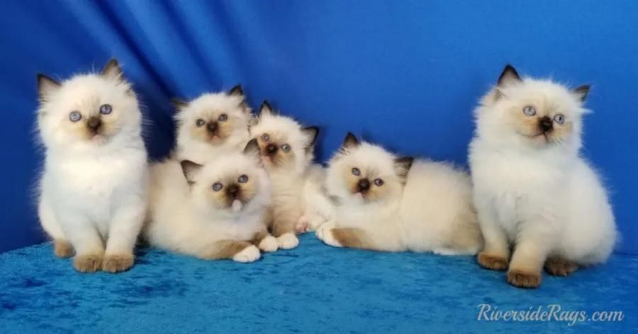 Certified Ragdoll Breeder, Riverside Rags, Sets New Benchmark in Feline Welfare and Care